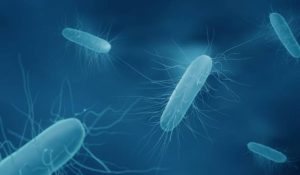 C.Difficile bacteria
