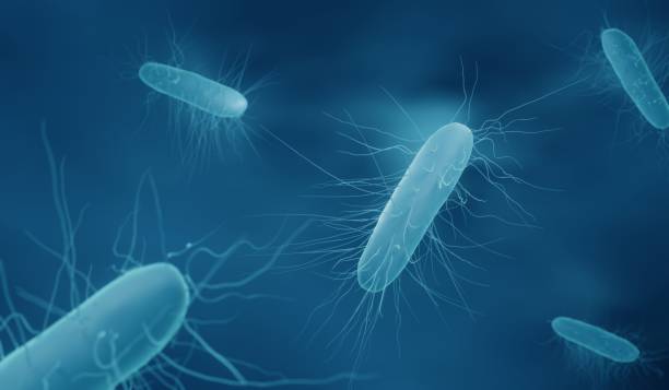 C.Difficile bacteria